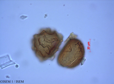 ISEM 1/Asplenium_ceterach_82069/Asplenium_ceterach_82069_0001(copy)_thumb.jpg